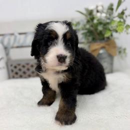 Miss Aspen - Tri-color female Bernedoodle puppy in Hegins, Pennsylvania from Bubbling Springs Doodles, LLC