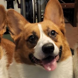 Tater - Pembroke Welsh Corgi