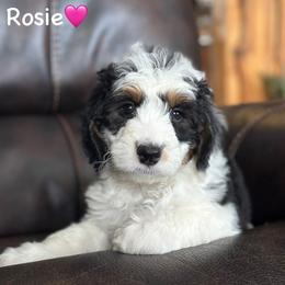Rosie - Black tri-color female Aussiedoodle puppy in Lancaster, Minnesota from Finney Ranch