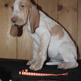 Girl 2 - White and orange female Bracco Italiano puppy in Osceola, Wisconsin from Legend Bloodhounds