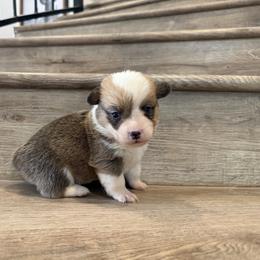 Leo - Red male Pembroke Welsh Corgi puppy in Phelan, California from Desert Sunset Pembroke Welsh Corgis