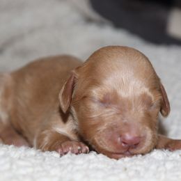 Red Cream male 1 - Red male Dachshund puppy in Pontotoc, Mississippi from Doubletake Doodles & Dachshunds