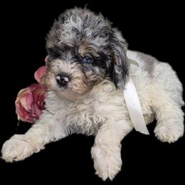 Milo - Merle male Springerdoodle puppy in Fargo, North Dakota from Dakota SpringerDoodles