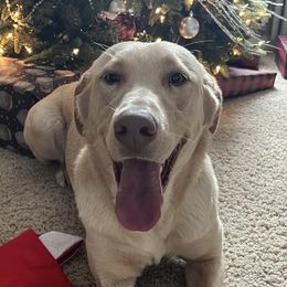 Dilute Retrievers and Labrador Retrievers from Lynn Valley Labradors