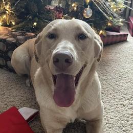 Dilute Retrievers and Labrador Retrievers from Lynn Valley Labradors