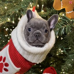 Vince - Blue male French Bulldog puppy in Green Bay, Wisconsin from Bleu Steele French Bulldogs