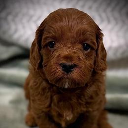 Lucas - Red male Cavapoo puppy in North Branch, Minnesota from Rosie’s Pups MN