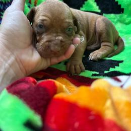 Boy 2 - Rd whtn brn nose male Rhodesian Ridgeback puppy in Ocala, Florida from DogWood Kennels