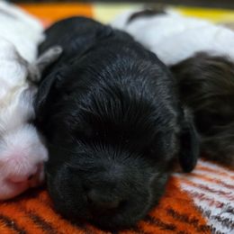 Donner - Black male Cockapoo puppy in Calhoun, Georgia from Emerald J Doodles