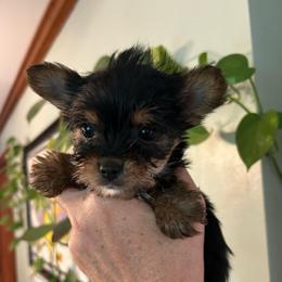 Lilly's boy - Black and tan male Yorkshire Terrier puppy in Hardeeville, South Carolina from Pups of the Lowcountry