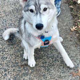 Pomsky and Siberian Husky All Grown Up from Hemlock Pines Pomsky