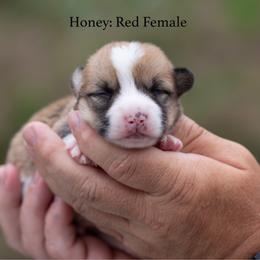 Honey - Red female Pembroke Welsh Corgi puppy in Manchester, Kentucky from Riverside Corgis