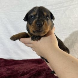Scuttle (gray collar) - Harlequin female Beauceron puppy in Waller, Texas from Côté Obscur