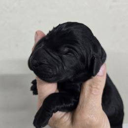 Light Purple collar girl - Black female Giant Schnauzer puppy in Billings (Bil), Montana from Kaiser's Giants