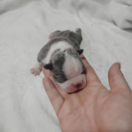 Frank - Blue male Boston Terrier puppy in Catawba, North Carolina from Lil Wiggles Boston Terriers