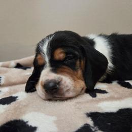 Champ - Black white and brown male Basset Hound puppy in Denison, Texas from Emma Lou's Baby Bassets