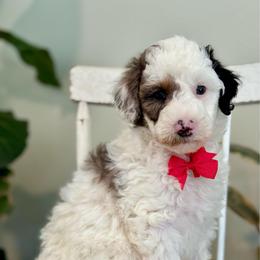 Red - Merle male Bernedoodle puppy in Hesperia, Michigan from Red Acres Poodles & Doodles