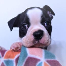Baby Sonny - Black and white male Boston Terrier puppy in Kingsport, Tennessee from Sleepwalker Bostons