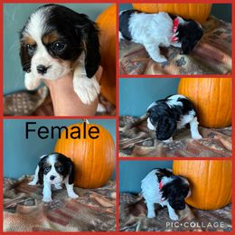 Tri female - Tri-color female Cavalier King Charles Spaniel puppy in Greenleaf, Wisconsin from Ledgetop Family Cavaliers