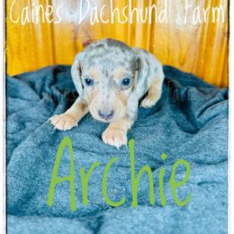 Dachshund Puppies from Caines Dachshund Farm