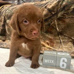 Gray Dot - Brown male Chesapeake Bay Retriever puppy in Wisconsin Dells, Wisconsin from Kilbourn Chesapeakes