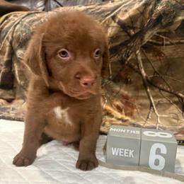 Gray Dot - Brown male Chesapeake Bay Retriever puppy in Wisconsin Dells, Wisconsin from Kilbourn Chesapeakes