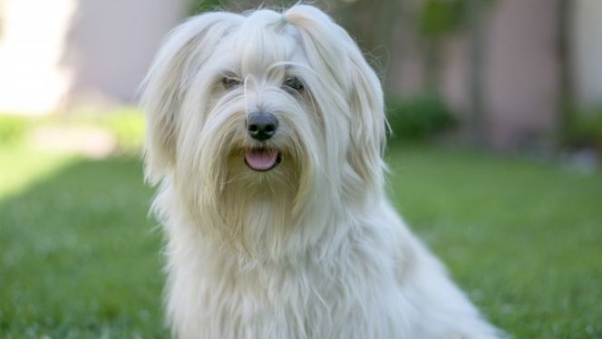 Havana Silk Dog