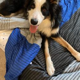 Border Collie Puppies from Ferguson Border Collies