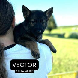 Vector - Sable male German Shepherd puppy in Osco, Illinois from Sonnenhügel Kennel, LLC