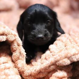 Willow - Black female Dachshund puppy in Eaton, Ohio from Miniature Alphas Dachshunds