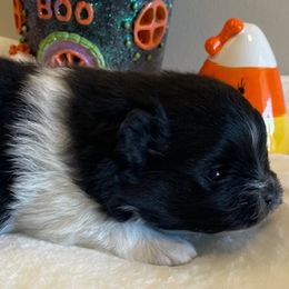 Pomeranian puppies from Nikki’s lil Pomeranians