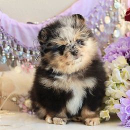 AKC Saturn - Blue merle female Pomeranian puppy in Sacramento, California from My Precious Poms