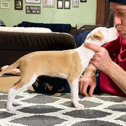 Ibizan Hound and Manchester Terrier Puppies from Dugualla