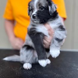 Wave - Blue merle male Miniature American Shepherd puppy in White City, Oregon from Born Rogue Miniature American Shepherds