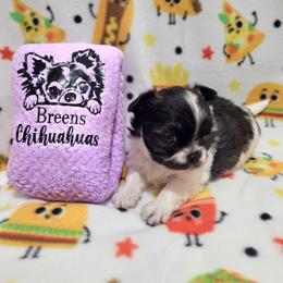 Webbys boy - Black sabled fawn male Chihuahua puppy in Richmond, Virginia from Breens