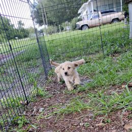 Dachshund Puppies from Katrina's Punk Rock Dachshunds