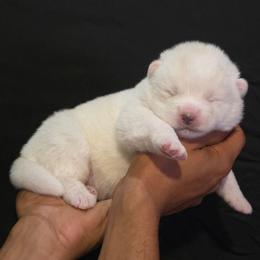 Blue Collar - White male Japanese Akitainu puppy in New Castle, Pennsylvania from Four Seasons Akita (Shikisou)
