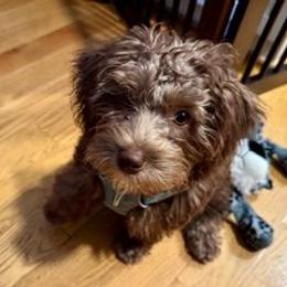Charlie Brown - Brown male Schnoodle puppy in Timmonsville, South Carolina from For the LOVE of Poodles, Doodles and Sheepdogs