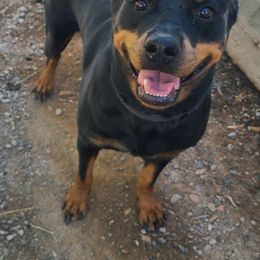 Arte - Black and mahogany female Rottweiler puppy in Humboldt, Arizona from Guardian Angel Rottweiler