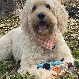 Goldendoodles from The Bluegrass Doodle Co