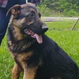 German Shepherds and Poodles from Puppy paradise