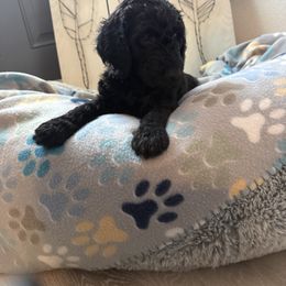 Goldendoodle Puppies from Daisy’s Doodles