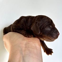 Boy 1 - Brown and tan male Cockapoo puppy in Egg Harbor City, New Jersey from Grace Given Cockapoos (GGC)
