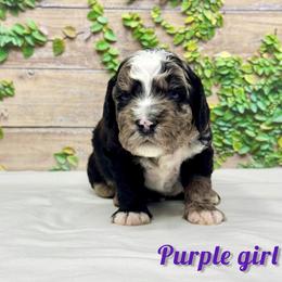 Purple girl - Blue merle female Bernedoodle puppy in Modesto, California from Two Doods Doodles