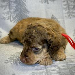 Nova - Sable female Poodle puppy in Troy, Alabama from Redmond Rose Kennel