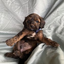 Cavapoo and Cockapoo Puppies from Heavenly puppies to love