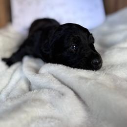 Dachshund Puppies from A Anchor Farm