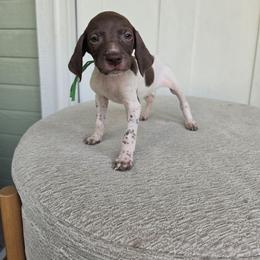 Green Boy - Liver and white male German Shorthaired Pointer puppy in Nampa, Idaho from Heart Mountain Cavaliers & Floating Feathers Kennel