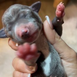 Pecan - Blue male Italian Greyhound puppy in Southwest Florida, Florida from Woofford Italian Greyhounds