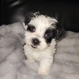 Morkie puppies from J Designer Puppies